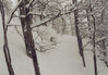 Dateiname=wieder im Wald.jpg
Dateigröße=50KB
Abmessungen: 737x512
hinzugefügt am: 18. Juli 2005 wieder im Wald.jpg