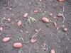 Dateiname=kartoffel 037.jpg
Dateigröße=2420KB
Abmessungen: 2592x1944
hinzugefügt am: 08. September 2006 kartoffel 037.jpg