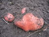 Dateiname=kartoffel 038.jpg
Dateigröße=2045KB
Abmessungen: 2592x1944
hinzugefügt am: 08. September 2006 kartoffel 038.jpg