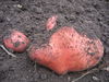 Dateiname=kartoffel 039.jpg
Dateigröße=1927KB
Abmessungen: 2592x1944
hinzugefügt am: 08. September 2006 kartoffel 039.jpg