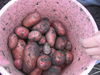 Dateiname=kartoffel 048.jpg
Dateigröße=1433KB
Abmessungen: 2592x1944
hinzugefügt am: 08. September 2006 kartoffel 048.jpg