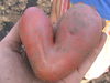kartoffel 090.jpg