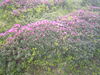 DSC00058.JPG