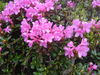 DSC00071.JPG