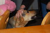 Dateiname=dsc_3051.jpg
Dateigröße=2355KB
Abmessungen: 3008x2000
hinzugefügt am: 28. April 2009 dsc_3051.jpg