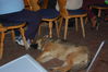Dateiname=dsc_3072.jpg
Dateigröße=2559KB
Abmessungen: 3008x2000
hinzugefügt am: 28. April 2009 dsc_3072.jpg