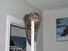Dateiname=kittydoor.jpg
Dateigröße=11KB
Abmessungen: 446x335
hinzugefügt am: 22. April 2004 kittydoor.jpg