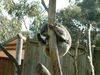 koala.JPG