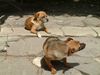 Wachhunde_0018.JPG