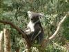 koala_bei_der_arbeit.JPG